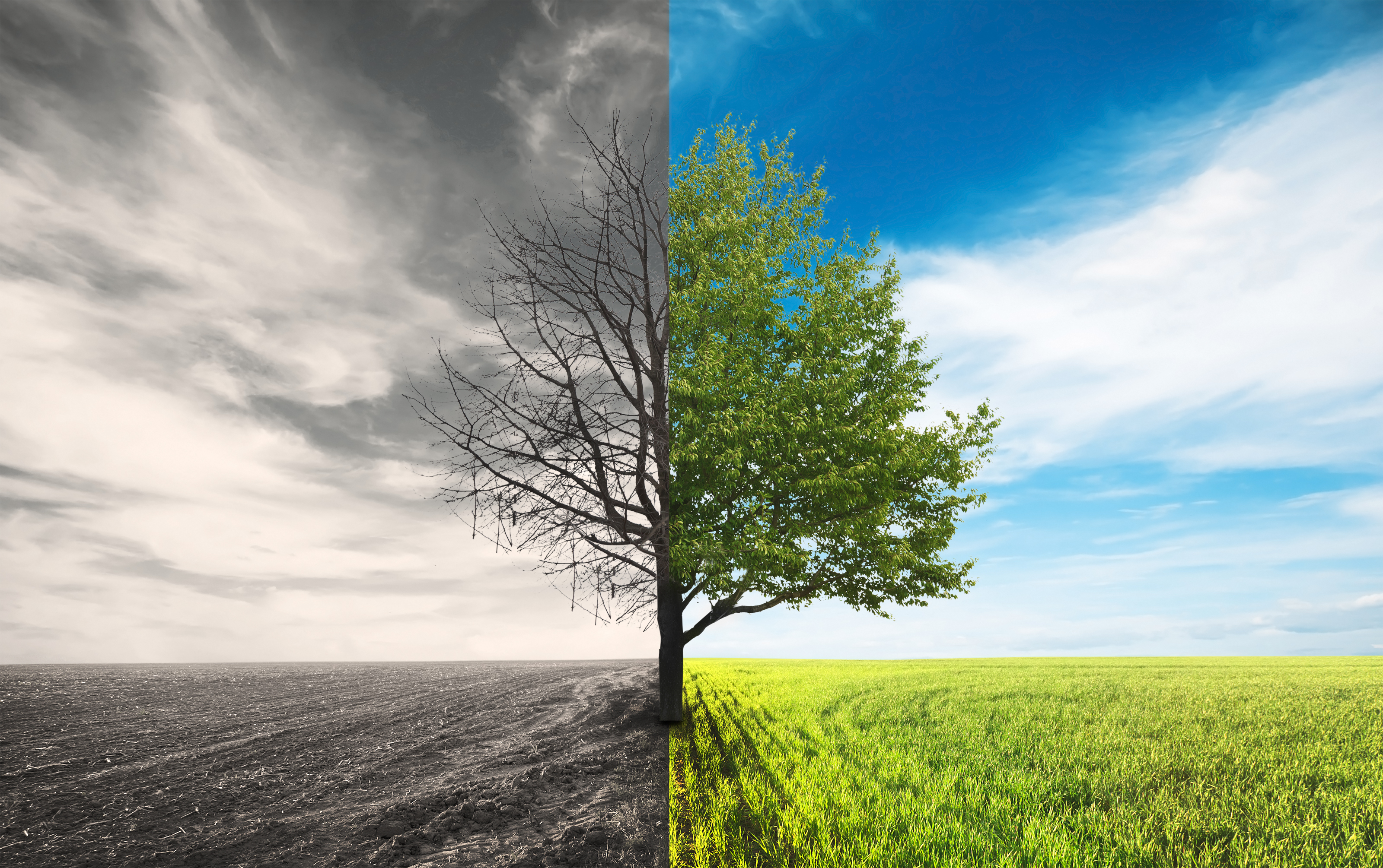 Tree canopy image for Monderman perspective on compensatory systems